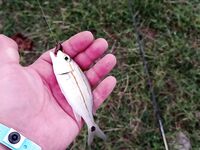 Барракуда на канале после марины пришла раньше чем что-то тяжелое сломало мне кончик спиннинга