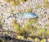 Красный маяк в Варадеро мучил меня ветром а лодка потом отдала двух барракуд и обрыв на рифе