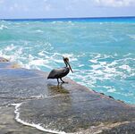 Красный маяк в Варадеро мучил меня ветром а лодка потом отдала двух барракуд и обрыв на рифе