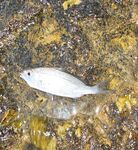 Красный маяк в Варадеро мучил меня ветром а лодка потом отдала двух барракуд и обрыв на рифе