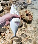 Красный маяк в Варадеро мучил меня ветром а лодка потом отдала двух барракуд и обрыв на рифе