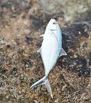 Красный маяк в Варадеро мучил меня ветром а лодка потом отдала двух барракуд и обрыв на рифе