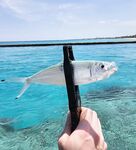 Красный маяк в Варадеро мучил меня ветром а лодка потом отдала двух барракуд и обрыв на рифе