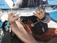 Гольф-поля мучили меня редкими поклевками а катамаран потом подвел барракуду на десятку прямо к борту