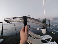 Мелкая барракуда у Альва Доны включалась после 5.30 и лучше всего отзывалась на два утренних воблера