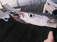 Мелкая барракуда у Альва Доны включалась после 5.30 и лучше всего отзывалась на два утренних воблера