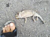 Семь с лишним километров по тропикам довели меня не до гида за 65 а до простого платника с пивом