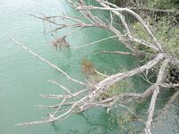 Последний вечер на Манавгате оставил мне белые подсказки по воблерам но ни одного тычка