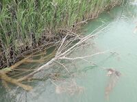 Последний вечер на Манавгате оставил мне белые подсказки по воблерам но ни одного тычка