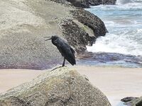 Вечерняя поклевка у камня в Као Лаке оборвалась сходом а дневной отлив отдал только мелкого джека