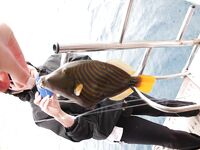 Шармская рыбалка за 60 долларов свелась к одной блесне на ходу и спешному уходу со второй точки