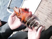 Шармская рыбалка за 60 долларов свелась к одной блесне на ходу и спешному уходу со второй точки