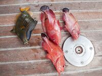 Шармская рыбалка за 60 долларов свелась к одной блесне на ходу и спешному уходу со второй точки