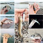 У Club Tuana в Фетхие первый пантон держит кефаль и леврека а второй показывает баракуду на пяти метрах