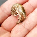 У Club Tuana в Фетхие первый пантон держит кефаль и леврека а второй показывает баракуду на пяти метрах