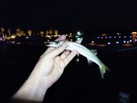 Окно лаврека здесь сжимается к шести утра а барракуда доедает малька уже после заката