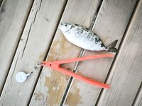 Пара часов на хлеб в Олюденизе показала кефаль под ногами сарганов под маской и кальмаров с высоты