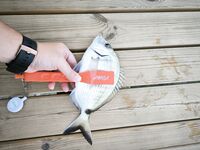 Пара часов на хлеб в Олюденизе показала кефаль под ногами сарганов под маской и кальмаров с высоты