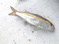 Катер в Текирова увел нас на 50 метров глубины без троллинга и оставил баллона самой крупной рыбой дня