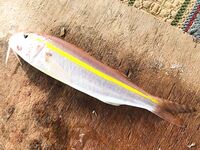 Катер в Текирова увел нас на 50 метров глубины без троллинга и оставил баллона самой крупной рыбой дня