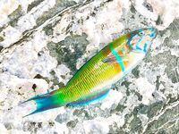 Метровый отлив в Текирова выключил пикер и поплавок но на спинодонке мелочь клевала почти на каждой проводке