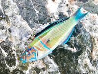 Метровый отлив в Текирова выключил пикер и поплавок но на спинодонке мелочь клевала почти на каждой проводке