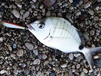 Утро в Текирова проще всего собирает рыбу на курицу а джиг и воблеры там уже проверяются на зубы