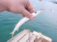 Утро в Текирова проще всего собирает рыбу на курицу а джиг и воблеры там уже проверяются на зубы