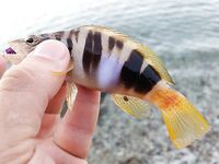 Утро в Текирова проще всего собирает рыбу на курицу а джиг и воблеры там уже проверяются на зубы