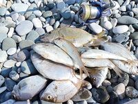 Час клева у Самшитовой рощи сменился паузой а к восьми карась снова подошел к берегу