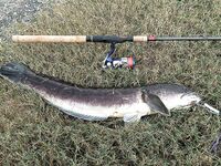 Pilot 111, Самет, Озеро гигантов и Jomtien Fishing Park в одном тайском отпуске вокруг ПТТ