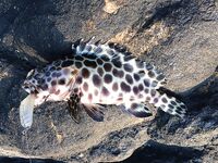 Pilot 111, Самет, Озеро гигантов и Jomtien Fishing Park в одном тайском отпуске вокруг ПТТ