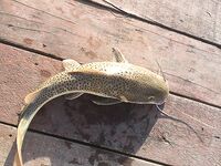 Pilot 111, Самет, Озеро гигантов и Jomtien Fishing Park в одном тайском отпуске вокруг ПТТ