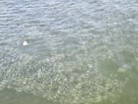 Пустырь у алкомаркета оказался закрыт а на новом волнорезе сарган только мазал по легкой снасти