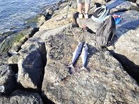 Пустырь у алкомаркета оказался закрыт а на новом волнорезе сарган только мазал по легкой снасти