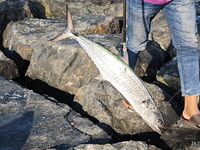 Пустырь у алкомаркета оказался закрыт а на новом волнорезе сарган только мазал по легкой снасти