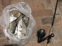 Шторм на океане уводил меня в Бентота-Гангу где пилькером пришлось сначала поймать чужой поппер