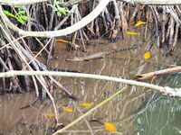 В устье Бентота-Ганги барракуда заходила по вечерам а в мангровый рукав без лодки уже не подойти