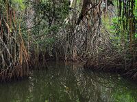 В устье Бентота-Ганги барракуда заходила по вечерам а в мангровый рукав без лодки уже не подойти