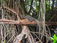 В устье Бентота-Ганги барракуда заходила по вечерам а в мангровый рукав без лодки уже не подойти