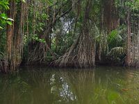 В устье Бентота-Ганги барракуда заходила по вечерам а в мангровый рукав без лодки уже не подойти