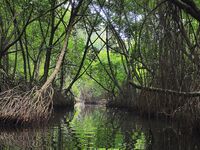В устье Бентота-Ганги барракуда заходила по вечерам а в мангровый рукав без лодки уже не подойти