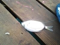 В Конаклы мелочь съедала наживку до дна а крупная кефаль ходила вдоль берега без поклевки