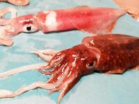 Фамагуста летом дала три кефали а зимний вечер в Коньяалты уложился в осьминогов кальмара и каракатицу