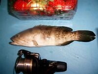 Январские десять дней в Коньяалты сразу разложились на утренние выходы вечернее море и рынок между ними