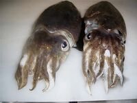 Январские десять дней в Коньяалты сразу разложились на утренние выходы вечернее море и рынок между ними