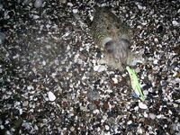 Январские десять дней в Коньяалты сразу разложились на утренние выходы вечернее море и рынок между ними