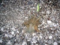 Январские десять дней в Коньяалты сразу разложились на утренние выходы вечернее море и рынок между ними