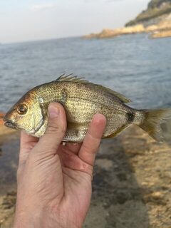 Понизовка, Marukyu и первые рыбы Чёрного моря