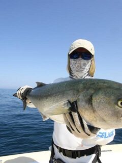 Халаният в октябре: кастинг, вертикальный джиг, amberjack, mahi-mahi и первый bluefish